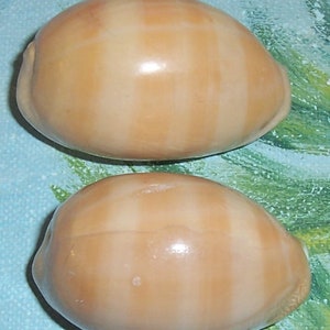 Set of two 40.6&42.6mm Cypraea Lyncina carneola Carnelian, PURPLE Mouthed Cowry Shell, Seashell JB image 2