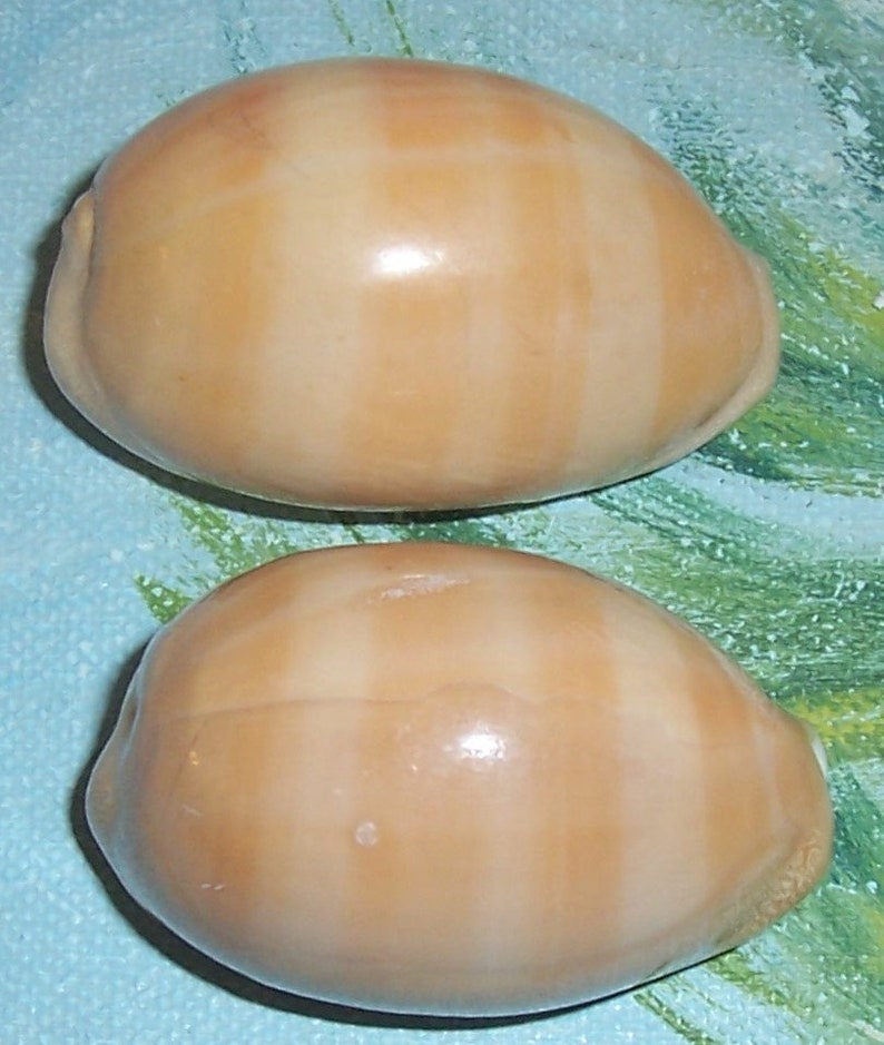 Set of two 40.6&42.6mm Cypraea Lyncina carneola Carnelian, PURPLE Mouthed Cowry Shell, Seashell JB image 2