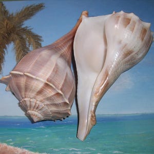 May include: Two large seashells, one with a brown and white striped pattern and the other with a light brown and white pattern. Both shells are open and have a smooth, white interior.