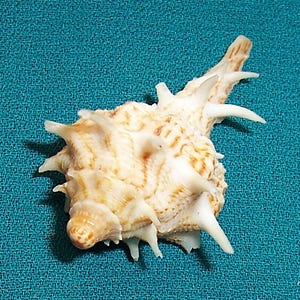 35.5mm Tudivasum armigerum ARMOURED TUDICULA WHELK Shell, Seashell w/ Australia Data
