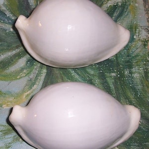 Set of two 82.9&88.6mm Cypraea Ovula Ovum Great WHITE EGG Cowry Shell, Seashell JB image 2