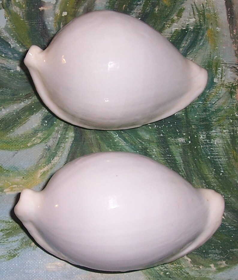 Set of two 82.9&88.6mm Cypraea Ovula Ovum Great WHITE EGG Cowry Shell, Seashell JB image 2