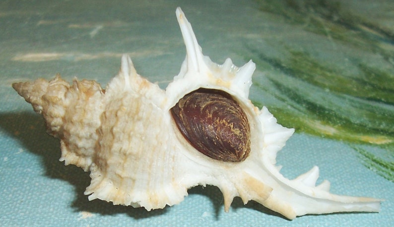67.5mm Florida Specimen Grade Siratus beauii Beau's Murex Seashell, Shell w/ Data JB image 6