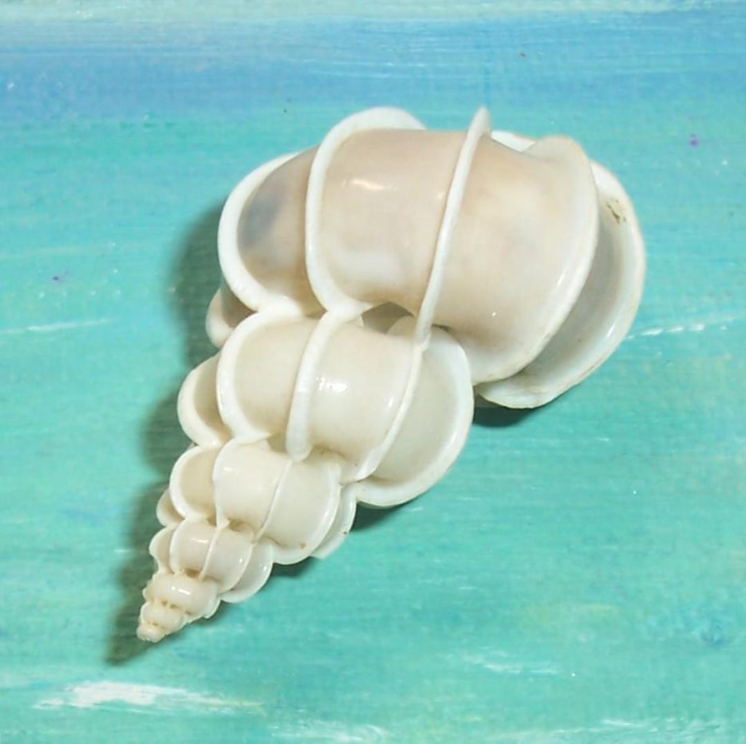 44.1mm Epitonium Scalare Precious WENTLETRAP Shell, SEASHELL - Etsy