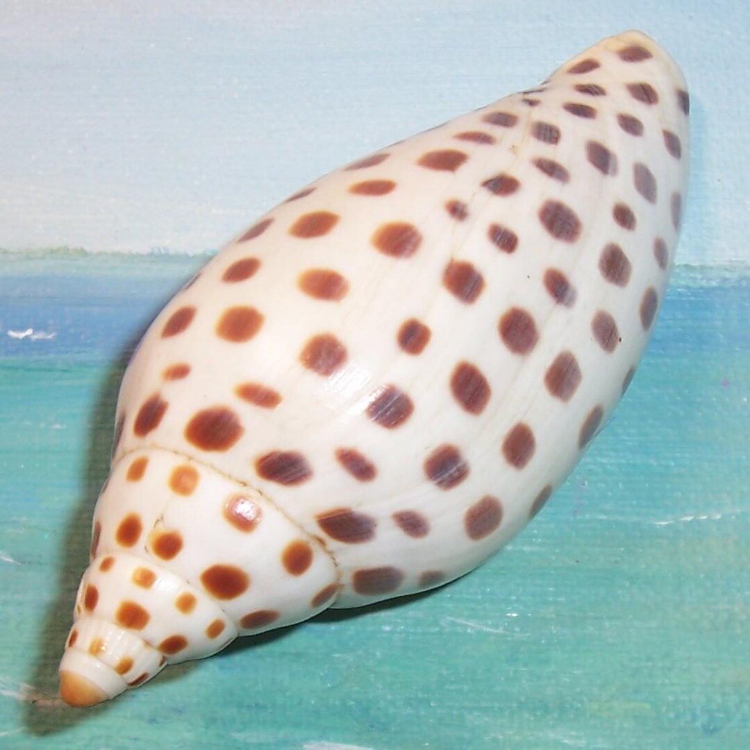 94.3mm Rare FLORIDA Scaphella JUNONIA Butleri Juno's VOLUTE Shell ...