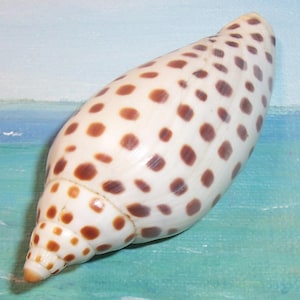 以下が含まれることがあります： 茶色の斑点のある白い貝殻。 貝殻は滑らかで光沢のある表面を持ち、片方の端が先細りになった円錐形をしています。 茶色の斑点は、貝殻全体に不規則に配置されています。