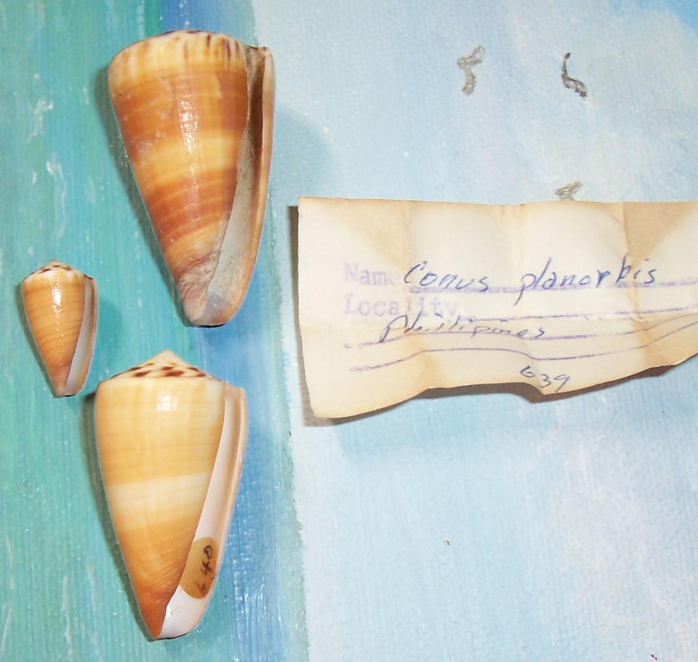 Conus Geographus ~ Cône Coquillage env. 1-3/4-2 (1 coquille) Beau. - France