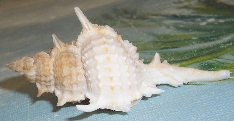 67.5mm Florida Specimen Grade Siratus beauii Beau's Murex Seashell, Shell w/ Data JB image 3