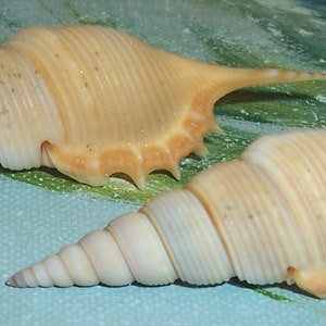 Set of two 60.8&66.7mm Rimellopsis powisii Powis's TIBIA Shell, Seashell JB image 2