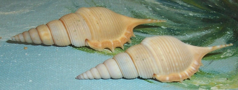 Set of two 60.8&66.7mm Rimellopsis powisii Powis's TIBIA Shell, Seashell JB image 2