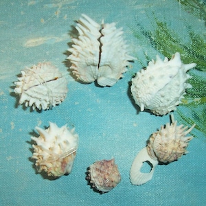 May include: Six white seashells with spiky edges. The shells are arranged in a circle on a blue background.