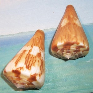 Puede incluir: Dos conchas marinas en forma de cono con patrones marrones y blancos. Las conchas tienen una base en espiral y una punta lisa y afilada. Se encuentran sobre un fondo azul y blanco.