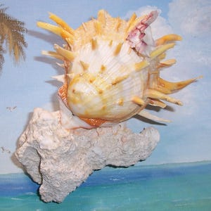 Large 88.3mm matched Bivalve SPONDYLUS Americanus AMERICAN Thorny OYSTER Shell, Seashell attached to Coral