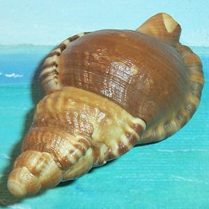 May include: A medium-sized sea shell with a smooth, rounded body and a tapered, spiraled end. The shell features a variegated color pattern of deep brown and light tan, with distinct ridges and a glossy texture across its entire surface.