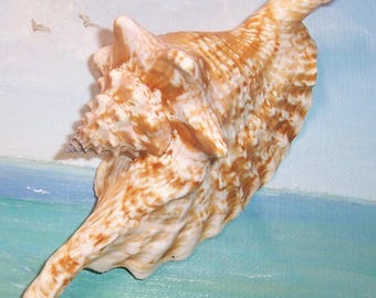 136.3mm Strombus Gallus ROOSTER-TAIL CONCH Shell, Seashell
