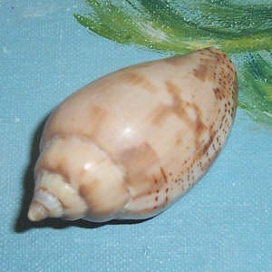 57.0mm Voluta Harpulina Lapponica BROWN Lined VOLUTE Shell, Seashell JB image 1