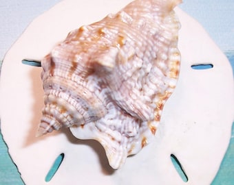 Tiny 52.4mm Honduras Collected Lobatus raninus HAWK-WING Shell Seashell Rare, DWARF Size #3