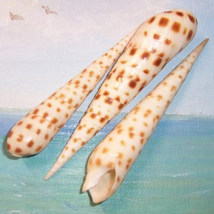 May include: Three elongated seashells with a cream base and brown spots. The shells are tapered and have a smooth texture. The image is set against a backdrop of a painted seascape, suggesting a coastal theme.