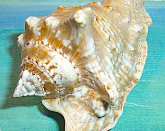 Set of Four 50.7-85.3mm Florida Keys Collected Lobatus Raninus