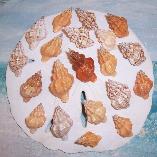 Lote de 20 FLORIDA Beach Found Mottled Cream, ORANGE & Yellow Ribbed Cantharus SEASHELLS