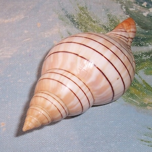 Puede incluir: Una gran concha blanca con rayas marrones. La concha es puntiaguda en un extremo y redondeada en el otro.