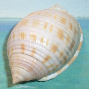 May include: A smooth, oval-shaped seashell featuring a creamy white base color with horizontal rows of light tan, rectangular spots. The shell has a prominent, spiraled apex at one end and a series of fine, parallel ridges running along its surface.