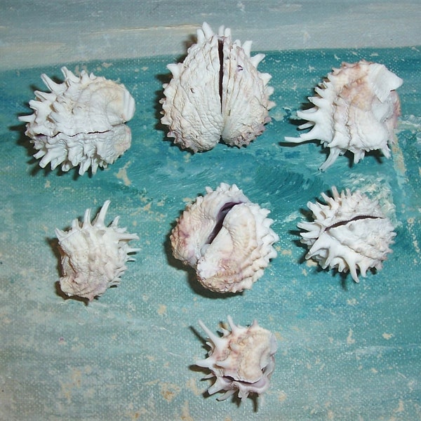 Lote de 7 pares emparejados FLORIDA Gulf BEACH Caja de joyas espinosa recolectada SEASHELLS