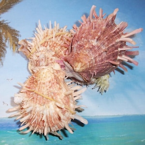 4 1/2 Shells matched Bivalve Spondylus THORNY OYSTER Seashell 6&quot; CLUSTER
