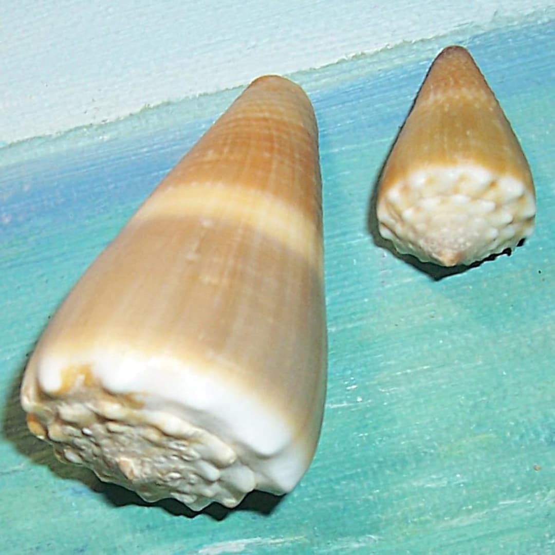 Set of Two 29.4&51.6mm Conus Lividus LIVID CONE Shell, Seashell W/ Data ...