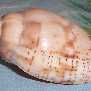 57.0mm Voluta Harpulina Lapponica BROWN Lined VOLUTE Shell, Seashell JB image 3