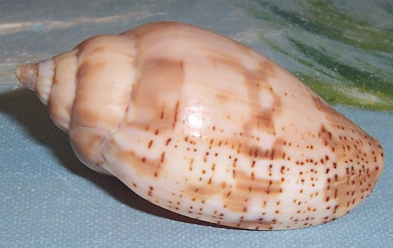 57.0mm Voluta Harpulina Lapponica BROWN Lined VOLUTE Shell, Seashell JB image 3