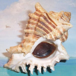 Puede incluir: Una concha de murex texturizada con un exterior crema y bronceado con patrones de rayas marrones. La concha tiene una estructura espiral prominente con protuberancias afiladas y una abertura interior blanca y lisa que contiene un opérculo marrón oscuro.