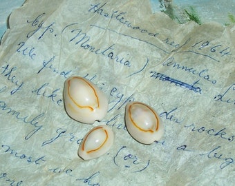 Set of 6 Australia Cypraea Cowry Sea Snail Seashells w/ AMAZING 1964 detailed Data from Australia #4 JB