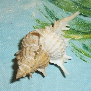 67.5mm Florida Specimen Grade Siratus beauii Beau's Murex Seashell, Shell w/ Data JB image 1