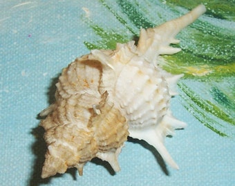 67.5mm Florida Specimen Grade Siratus beauii Beau's Murex Seashell, Shell w/ Data JB