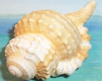 Large 62.6mm Bahamas Collected Ranularia (Cymatium) cynocephala DOGHEAD TRITON Shell, Seashell
