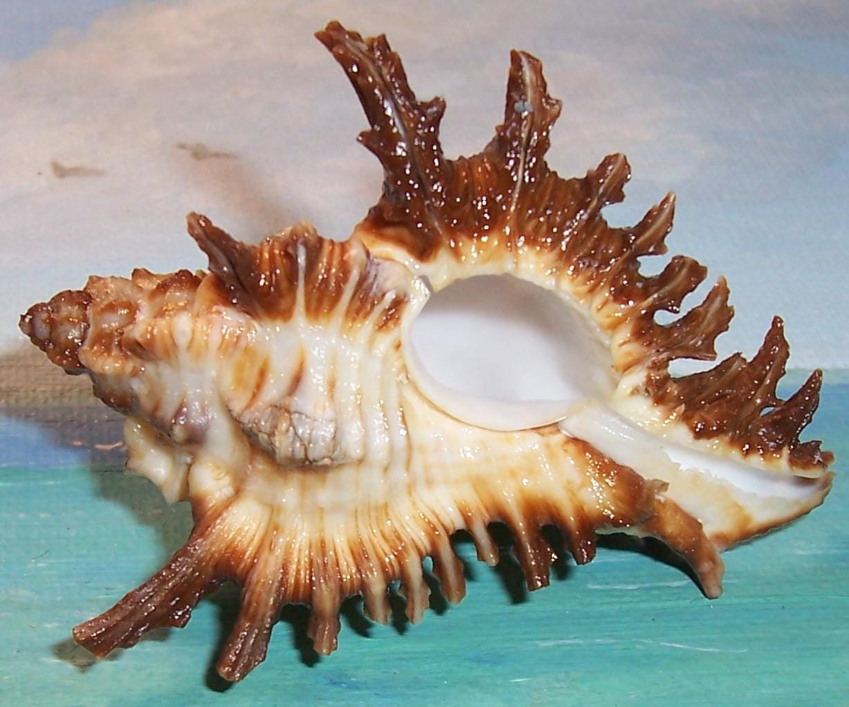 71.8mm Chicoreus (triplex) Florifer West Indian FLOWERY LACE MUREX