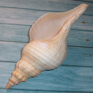 Pode incluir: Uma grande concha de cor creme, com formato espiral e uma abertura larga. A concha tem uma superfície texturizada com listras sutis e uma extremidade pontiaguda. A concha é exibida em uma superfície de madeira azul clara.