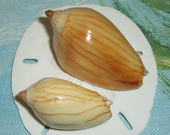 Set of two 31.6&40.9mm Amoria ZEBRA lineata (var.) Voluta Corrugate VOLUTE Seashell, Shell Gold Color Form JB