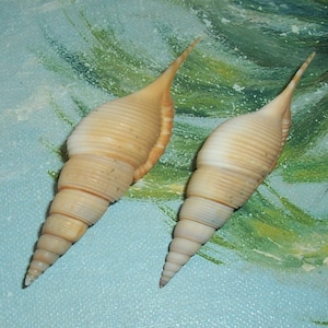 Set of two 60.8&66.7mm Rimellopsis powisii Powis's TIBIA Shell, Seashell JB image 1