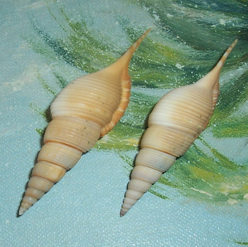 Set of two 60.8&66.7mm Rimellopsis powisii Powis's TIBIA Shell, Seashell JB image 1