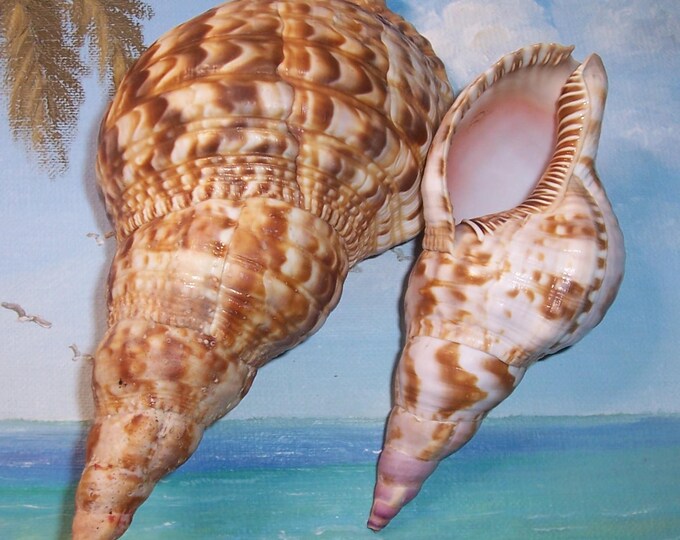 Set of Two 62.8 & 85.6mm Matched Bivalve SPONDYLUS Americanus Thorny ...