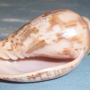 57.0mm Voluta Harpulina Lapponica BROWN Lined VOLUTE Shell, Seashell JB image 7