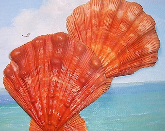 86.8mm Nodipecten fragosus NORTHERN LIONS Paw Scallop Shell, Seashell, Matched ORANGE Pair