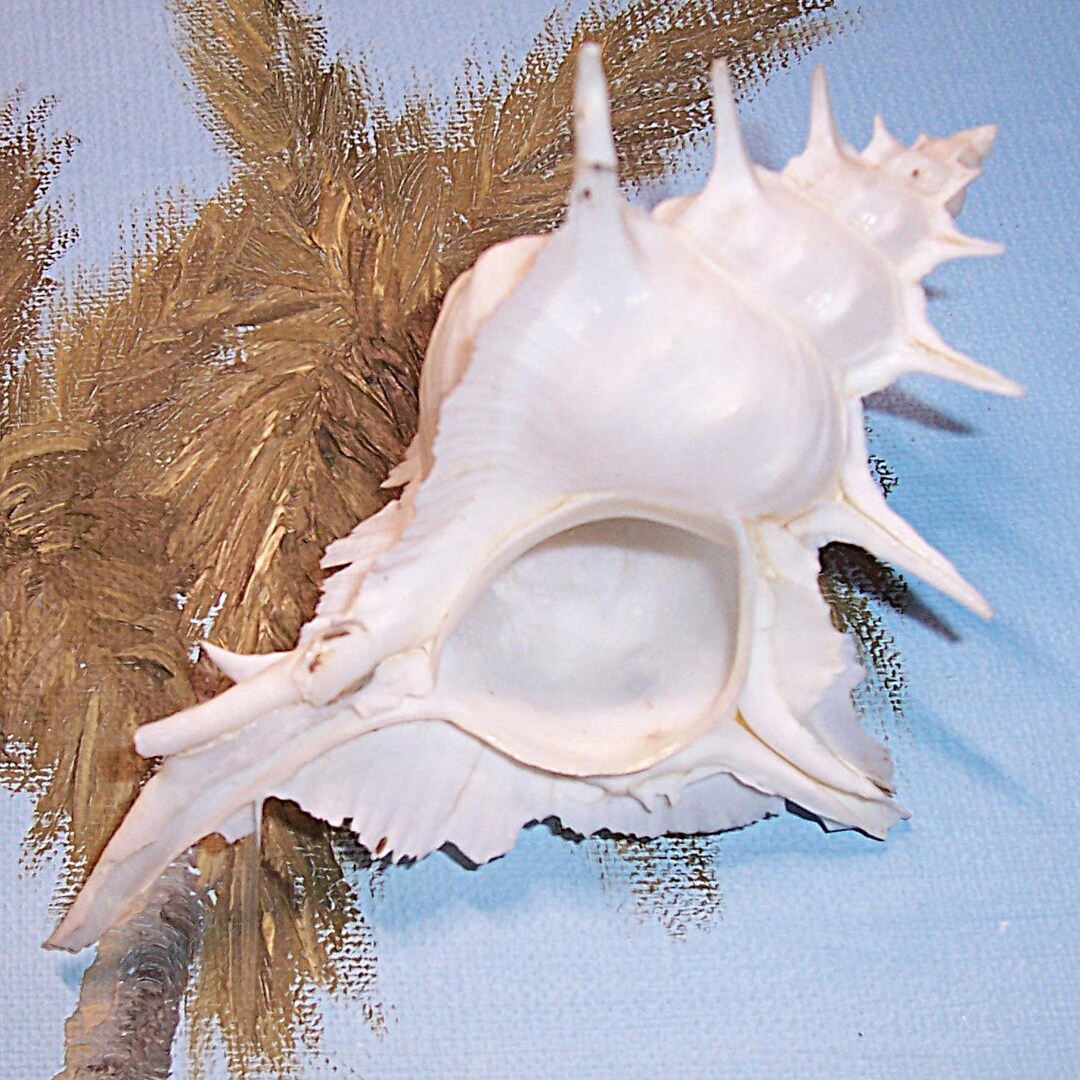 134.6mm Beautiful Siratus Alabaster ALABASTER MUREX Seashell Shell - Etsy
