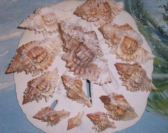 One Dozen FLORIDA 10,000 Islands Beach Found LACE Murex SEASHELLS #2 Growth Study