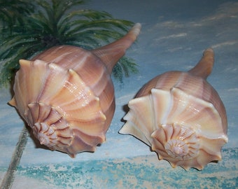 Set of two 6.11" & 7" Florida Beach collected LIGHTNING Whelk SEASHELL w/ dark ORANGE, Pink/Mauve color