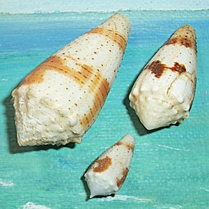 May include: Three cone-shaped seashells with a cream and brown speckled pattern. The shells vary in size, with the largest shell measuring approximately 4 inches in length. The shells are arranged on a blue and green background.