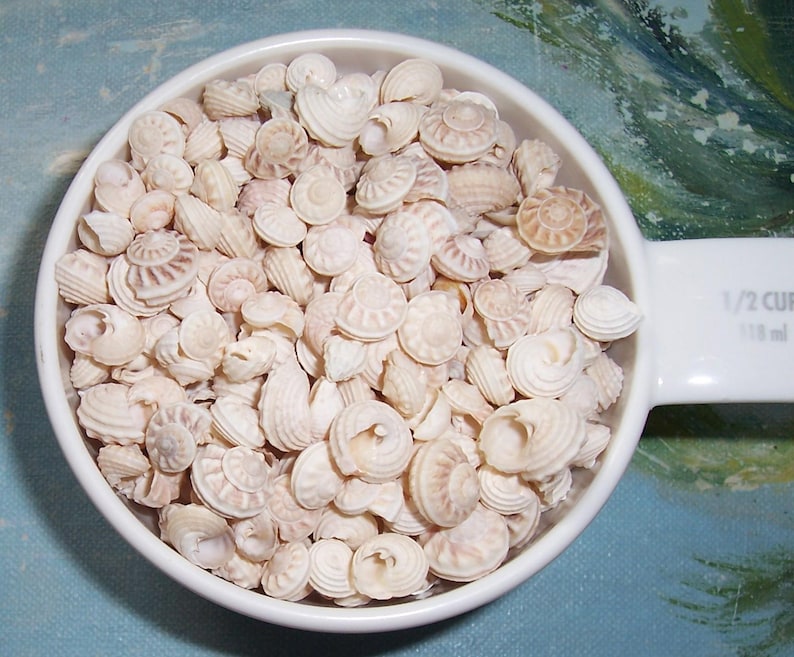 1/2 Cup Florida BEACH Collected Modulus Modulus BUTTON Snail Shell ...