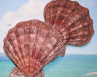 Large 96.4mm Nodipecten fragosus Northern LIONS PAW Scallop Shell, Seashell, Matched Set
